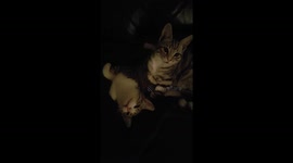 Waking up 2 extremely cute Bengal kitten brothers.