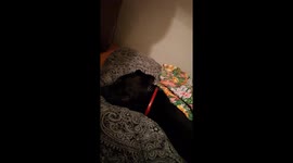 My dog and biscuits bag