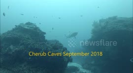 Grey Nurse Shark swimming close to me at Cherub Caves