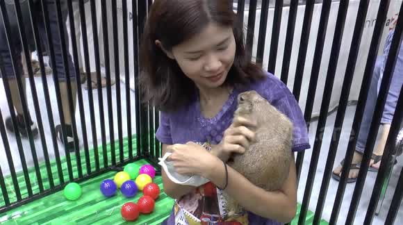 Prairie Dogs have Halloween Party 2018