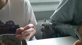 Cat wants attention or sausage!