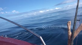 Dolphins playing in the wake of a fishing boat