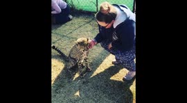 Lady petting a cheetah