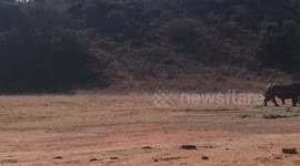 Rhino's and other wildlife feeding