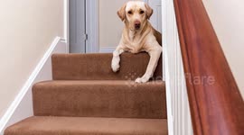 Mum almost paralysed after tripping over her dog and falling down the stairs