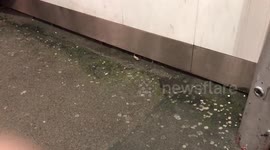 Dead Rats on platform