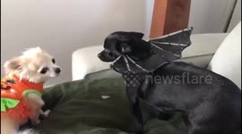 Super Cute Halloween Chihuahuas - Bat & Pumpkin......   Frozen !!