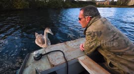 Hand-reared cygnet who was taken away to learn to live like a swan is reunited with his owner