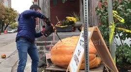 Youtuber Viva Frei Has some difficulty cutting open a 1000 pound pumpkin with a chainsaw