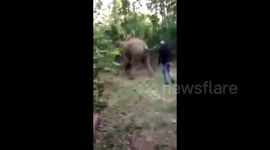 Trio of men arrested for harassing herd of wild elephants and filming the act