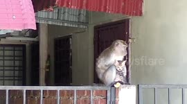 Touching moment wild monkey grooms tiny kitten