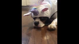 Milton’s Favorite Halloween Costume