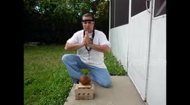 COCONUT BREAKING BY IRON PALM