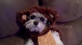 This is the cutest Ewok you've ever seen