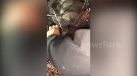 Greedy raccoon has to be rescued after getting head stuck in peanut butter jar