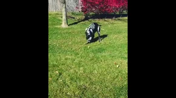 Newsflare Kovu The Cane Corso Is Ready For Halloween