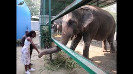 MISS UNIVERSE - GREAT BRITAIN 2018 MEETS RESCUED ELEPHANTS IN MATHURA