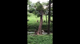 Goat kid runs out of tree