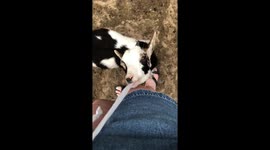 Goat chews on pant string