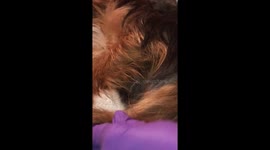 Live birth of Yorkie puppy