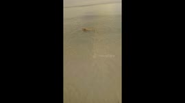 Wero pancha and chabela play in the beach