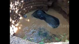 Young elephant climbs out of 35-feet well after dramatic rescue