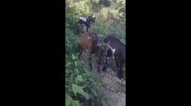 Goats on the himalaya of Nepal