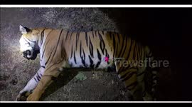 Bizzare Incident Moment  Man eater Tigress Avani shot dead, people shared the celebration by sharing sweets & Bursting Firecrackers in India