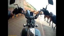 Motorbike rider emerges from tunnel to be surrounded by horses