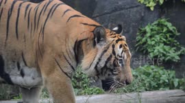 Sumatran Tiger Footage