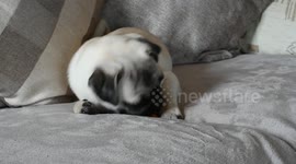 Cute Pup pup eating carrot