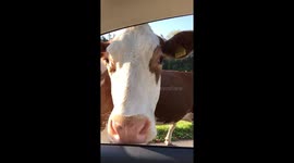 Dog „Schnuffi“ meets cow in Switzerland (Brienz Berner Oberland)