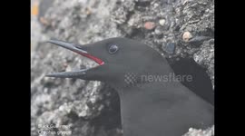 A short film illustrating a Black Guillemot Cepphus grille in close-up. The bird is sitting at the opening of a presumed drainage pipe in the sea wall in Oban Harbour and it is one of a small colony of about 30 residents that nest in these pipes and hunt 