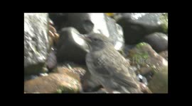 Eurasian Rock Pipit Anthus petrosus parents feeding their chick, Oban Harbour