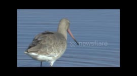 Black tailed Godwit Limosa limosa feeding on a Dorset Salt marsh