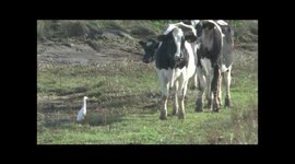 Western Cattle Egret Bubulcus ibis with Cattle at Rainham Marshes