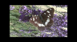 Southern White Admiral Butterfly Limenitis reducta feeding on Lavender Lavandula sp, Ardeche