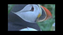 Atlantic Puffins Fratercula arctica filmed on the Isle of Lunga