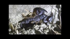 European Yellow tailed Scorpions Euscorpius flavicaudis in the Ardeche, South of France