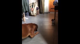 Boxer dog gets scared by jumping barking toy
