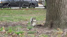 Squirrel