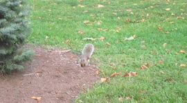 Squirrel in New Haven, CT
