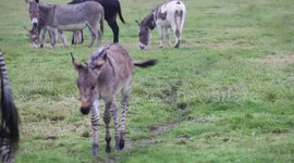 Britain's second ever 'Zonkey' born on Somerset farm