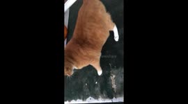 Fat cat rolls downstairs