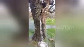 Tree turns into spring, spurting water after heavy rain