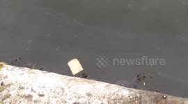 Bread floating on River