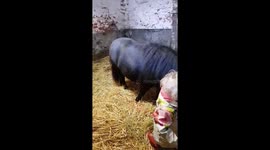 Secret filming of Harriett and her Shetland. Hokie cokie