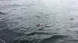 No one saw this White Shark coming.