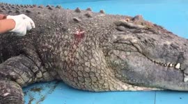 Crocodile left bleeding after tourists throw rocks to check if it is real