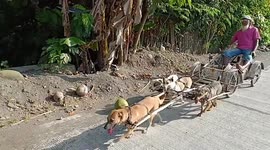 Pensioner has his dogs pull him around in bamboo sleigh after walking becomes too hard